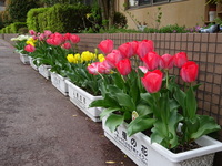 温泉小学校のみなさんへ　人権の花の取り組みで、みんなが育てたチューリップの花が咲いています。