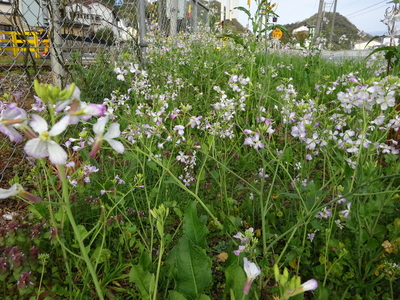 浜大根の花　