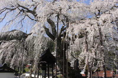 泰雲寺のしだれ桜