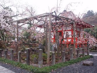 正福寺桜（平成18年4月13日）